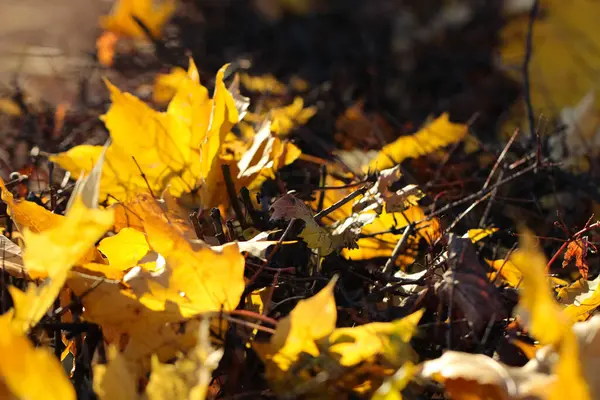 Żółty Klon Liście Selektywnym Naciskiem Ziemi Jesienny Sztandar — Zdjęcie stockowe