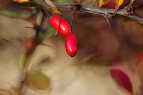 Close-up of a branch of red barberry berries with selective focus on the blurry fall background