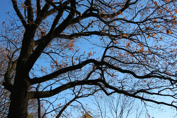 하늘색에 낙엽이 떨어지는 가지의 — 스톡 사진
