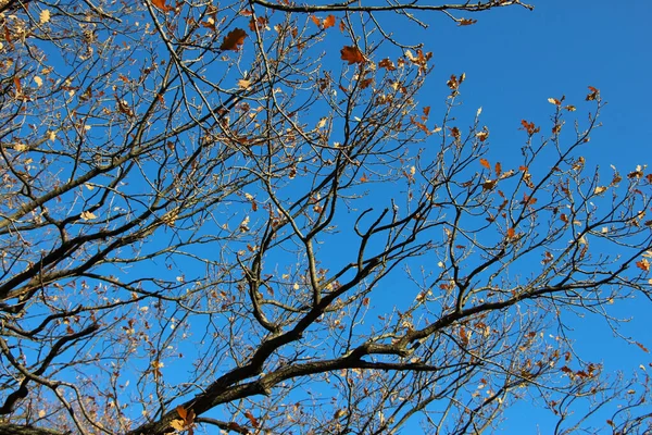 Coroa Carvalho Com Folhas Caiu Contra Fundo Céu Azul Brilhante — Fotografia de Stock