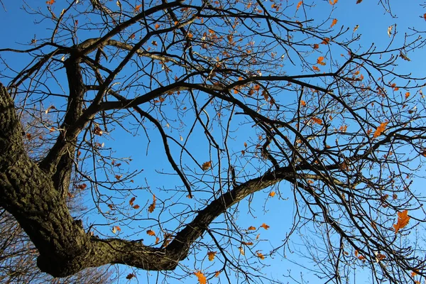 Oak Tree Brown Leaves Some Branches Background Bright Blue Sky — Stock Photo, Image