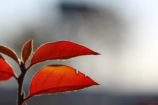 Close Barberry Branch Red Leaves Counterlight Natural Blurry Autumn Background — Stock Photo, Image