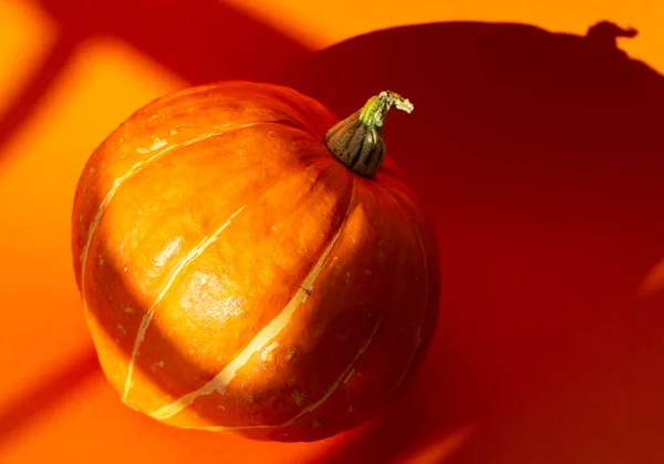 Proche Citrouille Isolée Sur Fond Orange Sous Soleil Automne — Photo