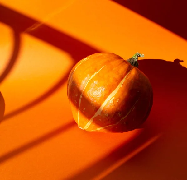 Крупный План Тыквы Изолирован Оранжевом Фоне Осенним Солнцем — стоковое фото