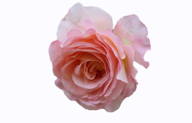 Beyaz arkaplanda güzel pembe bir gülün ön yüzü. 