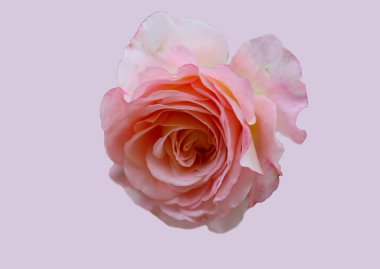 Pastel eflatun arka planda izole edilmiş güzel pembe bir gülün ön yüzü. 