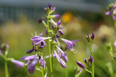Güzel bir leylak hosta 'nın Macro fotoğrafı (Hosta sieboldii Paxt. Bulanık yeşil-mavi bahçe arka planında çiçek açıyor