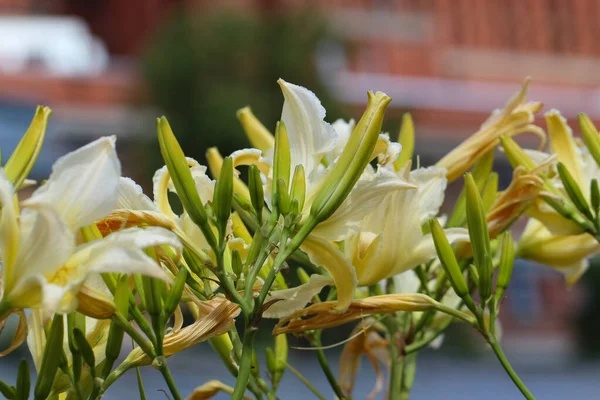 Muchas Flores Lirio Amarillo Con Enfoque Selectivo Jardín Botánico —  Fotos de Stock
