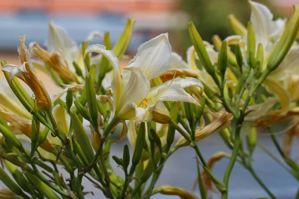 Bardzo Wiele Żółtych Lilii Kwiaty Selektywnym Ostrości Ogrodzie Botanicznym — Zdjęcie stockowe