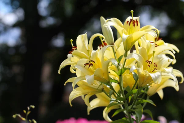 Ramo Lírios Amarelos Com Botões Com Foco Seletivo Fundo Jardim — Fotografia de Stock