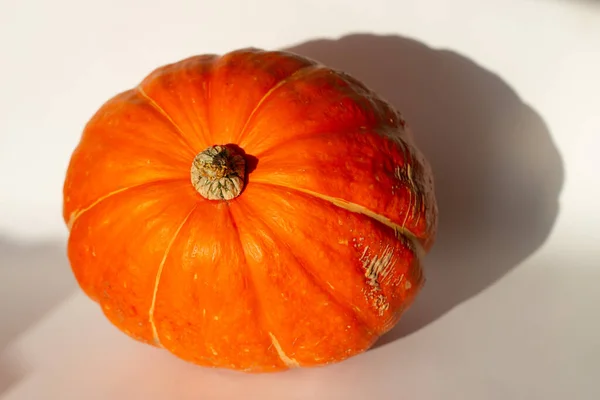 Primer Plano Calabaza Aislada Sobre Fondo Blanco Sol Otoño — Foto de Stock