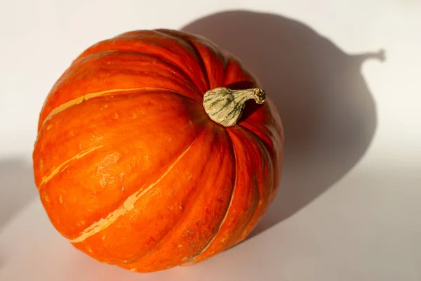 Kürbis Und Kürbisstiel Isoliert Auf Weißem Hintergrund Der Herbstsonne — Stockfoto