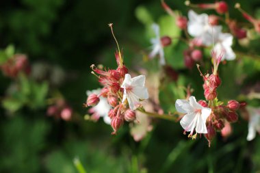 Çiçeklerin yakın plan doğal arkaplandaki Geranium makrohizum