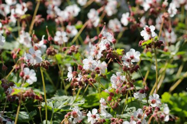 Çiçeklerin yakın plan doğal arka plan olarak seçici odaklı Geranium makrohizum