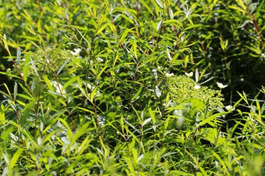 Mor söğüt (lat. Salix purpurea) güneşli bir yaz gününde bir şehir parkında