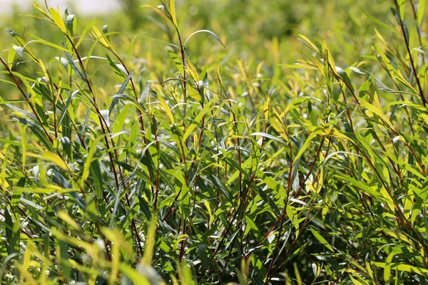 Mor söğüt (lat. Salix purpurea) güneşli bir yaz gününde bir şehir parkında