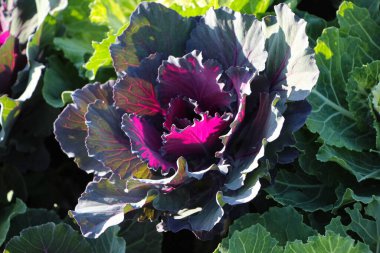 Şehir parkında süslü kırmızı lahana (Kale Nagoya Red) yakın plan