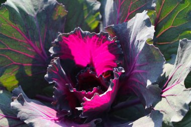 Süslü kırmızı lahana yapraklarının (Kale Nagoya Kırmızısı) doğal mor arkaplan ya da doku olarak güneş ışığında yakın plan görüntüsü