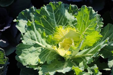 Dekoratif bir lahananın yakın plan bitkisi güneş ışığında yeşil yapraklar 