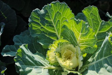 Doğal arka plan için güneş ışığında dekoratif bir lahananın yakın plan bitkisi.