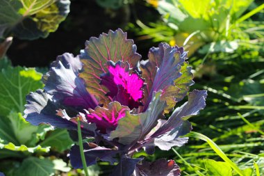 Şehir parkında süslü kırmızı lahana (Kale Nagoya Red) yakın plan