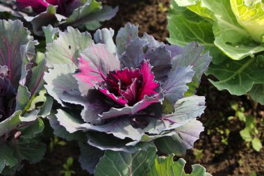 Şehir parkında süslü kırmızı lahana (Kale Nagoya Red) yakın plan