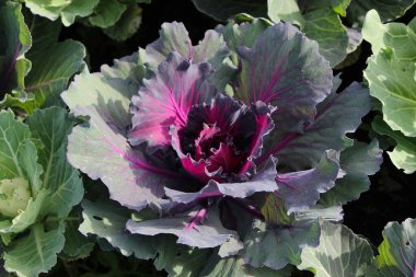 Şehir parkındaki süslemeli kırmızı lahana (Kale Nagoya Red) fotoğrafının ön yüzü