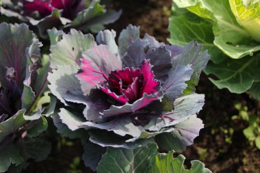 Şehir parkında süslü kırmızı lahana (Kale Nagoya Red) yakın plan