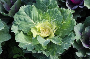 Süslü beyaz lahananın güneş ışığında ön yüzü. 