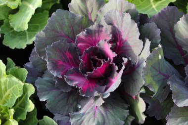 Şehir parkındaki süslemeli kırmızı lahana (Kale Nagoya Red) fotoğrafının ön yüzü