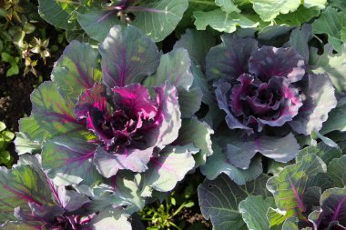 Açık hava çiçek tarhında renkli iki süslü lahana.