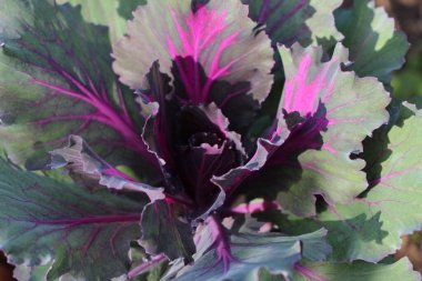 Süslü kırmızı lahana yapraklarının (Kale Nagoya Kırmızısı) doğal mor arkaplan ya da doku olarak güneş ışığında yakın plan görüntüsü