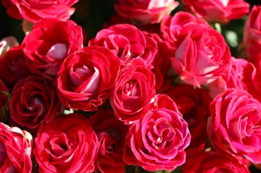 Pembe güllerin çiçek arkaplanı. Hediye kartı.