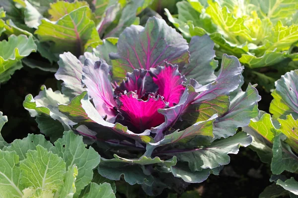 Primer Plano Col Roja Ornamental Kale Nagoya Red Parque Ciudad —  Fotos de Stock