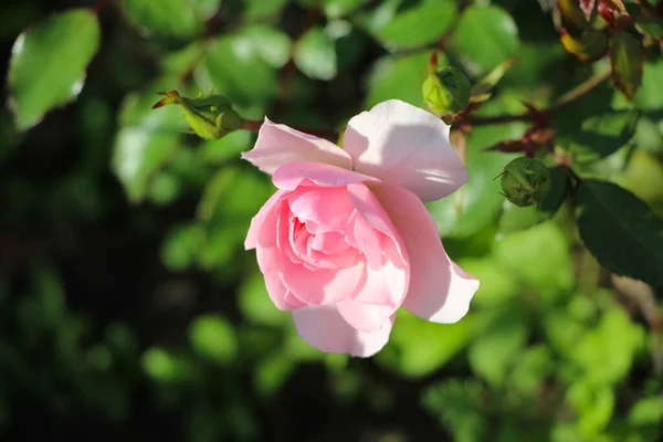 Pink Rose Flower Blurry Green Garden Background — Stock Photo, Image