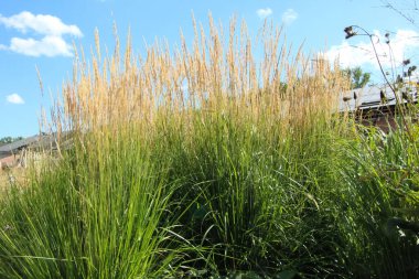 Tüy dikenleri Reed-grass Overdam ve Karl Foerster güneş ışığında gökyüzüne karşı