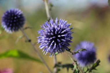 Menekşe çiçeğinin kapatılmış hali Mordanthus banatuson bir şehir parkında.