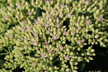 Güneş ışığına odaklı küçük beyaz çiçek kabuklarını doğal bir arkaplan ya da doku olarak ön planda görüntülemek (Lat. Sdum)