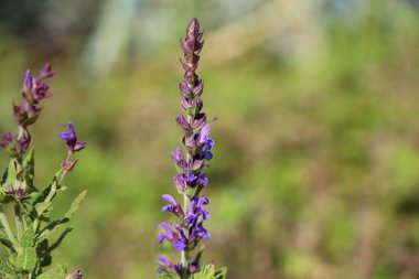 Mentha çiçeğinin doğal bulanık yeşil arkaplan üzerine seçici bir odak noktası var.