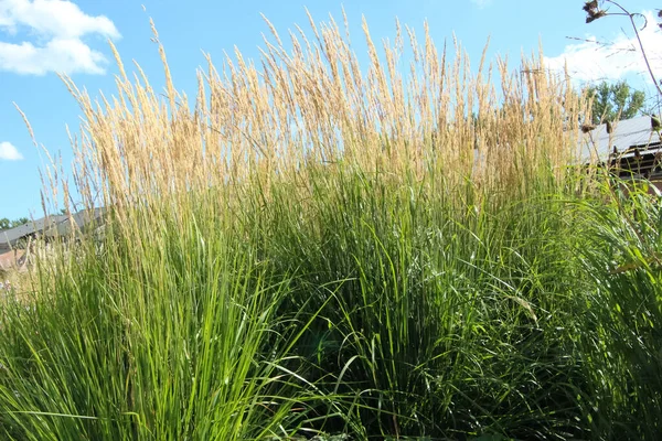 Spikelets Feather Reed Grass Overdam Karl Foerster Contra Céu Luz — Fotografia de Stock