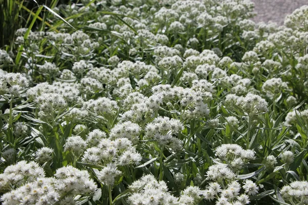 Natuurlijke Bloemen Achtergrond Van Witte Bloemen Van Triple Nerved Pareleeuwigdurend — Stockfoto