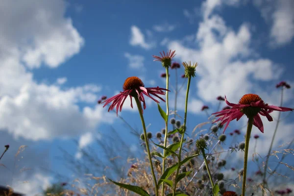 都会の庭の空を背景にしたエキナセア純粋な花 — ストック写真