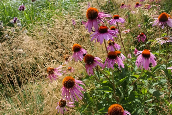 Κοντινό Πλάνο Των Λουλουδιών Echinacea Purpurea Ένα Πάρκο Της Πόλης — Φωτογραφία Αρχείου