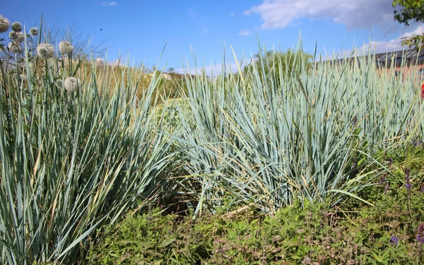 Ornamental Verde Esbranquiçado Lyme Grass Elymus Arenarius Jardim Cidade — Fotografia de Stock