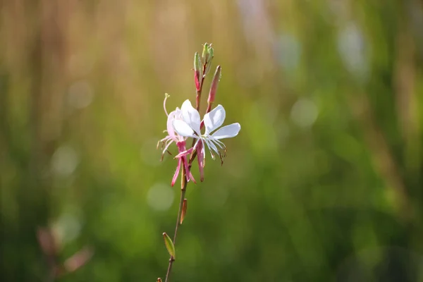 在自然模糊的绿色花园背景上的林赛美尔蜂花小白花 Gaura Lindheimeri Whirling Butterflies — 图库照片