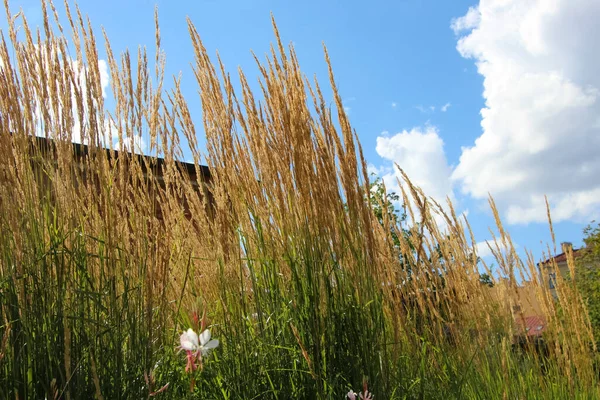 Spikelets Feather Reed Grass Overdam Karl Foerster Contra Céu Luz — Fotografia de Stock