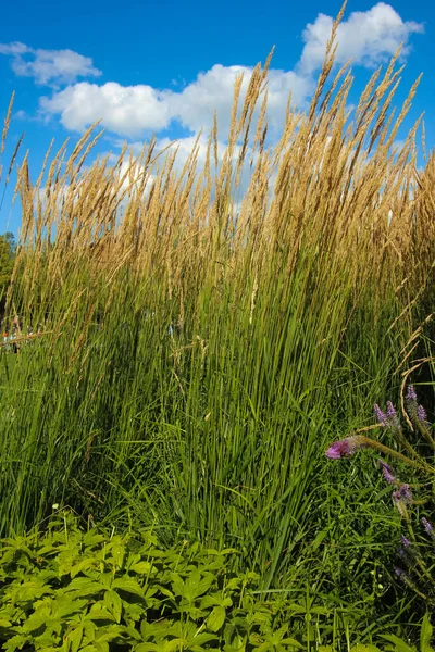 Spikelets Feather Reed Grass Overdam Karl Foerster Sky Sunlight — Stock Photo, Image