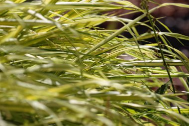 Hakonecloa major 'ın (lat.) doğal sarı-yeşil çim arka planı. Hakonecloa macra, Munro, Makina, çeşitli 