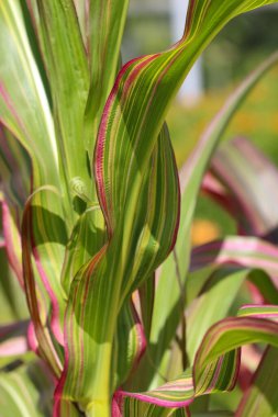 Botanik bahçesinde mor çizgili yeşil mısır yaprakları. 