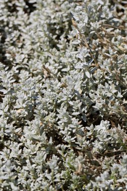 Doğal beyaz-yeşil arka plan için Louisiana pelin otu (Artemisia ludoviciana Nutt)